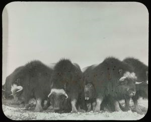 Image: Musk-oxen Facing Out
